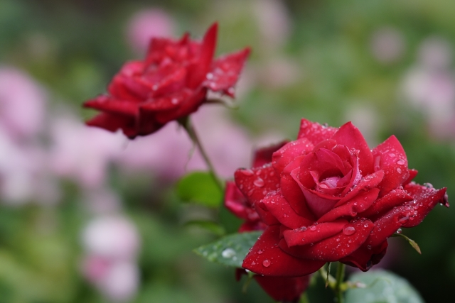 shikki_0003_red